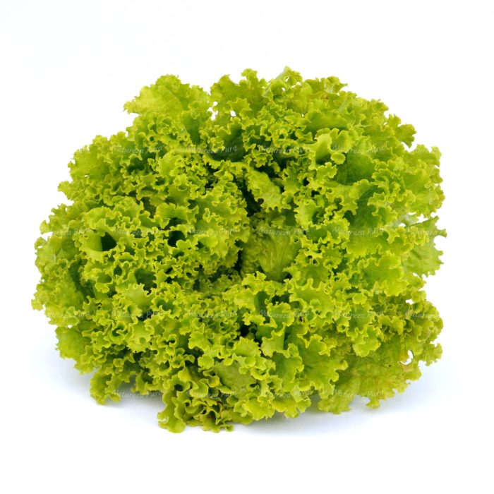Alface Crespa orgânica (unidade)