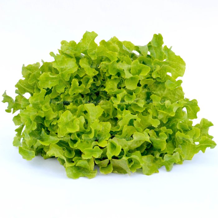 Alface Mimosa verde orgânica (unidade)