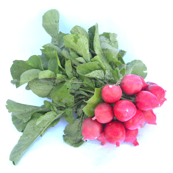 Rabanete orgânico (maço)