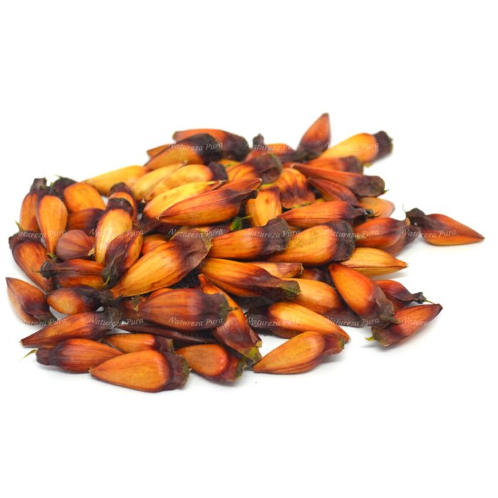 Pinhão orgânico (1 Kg)