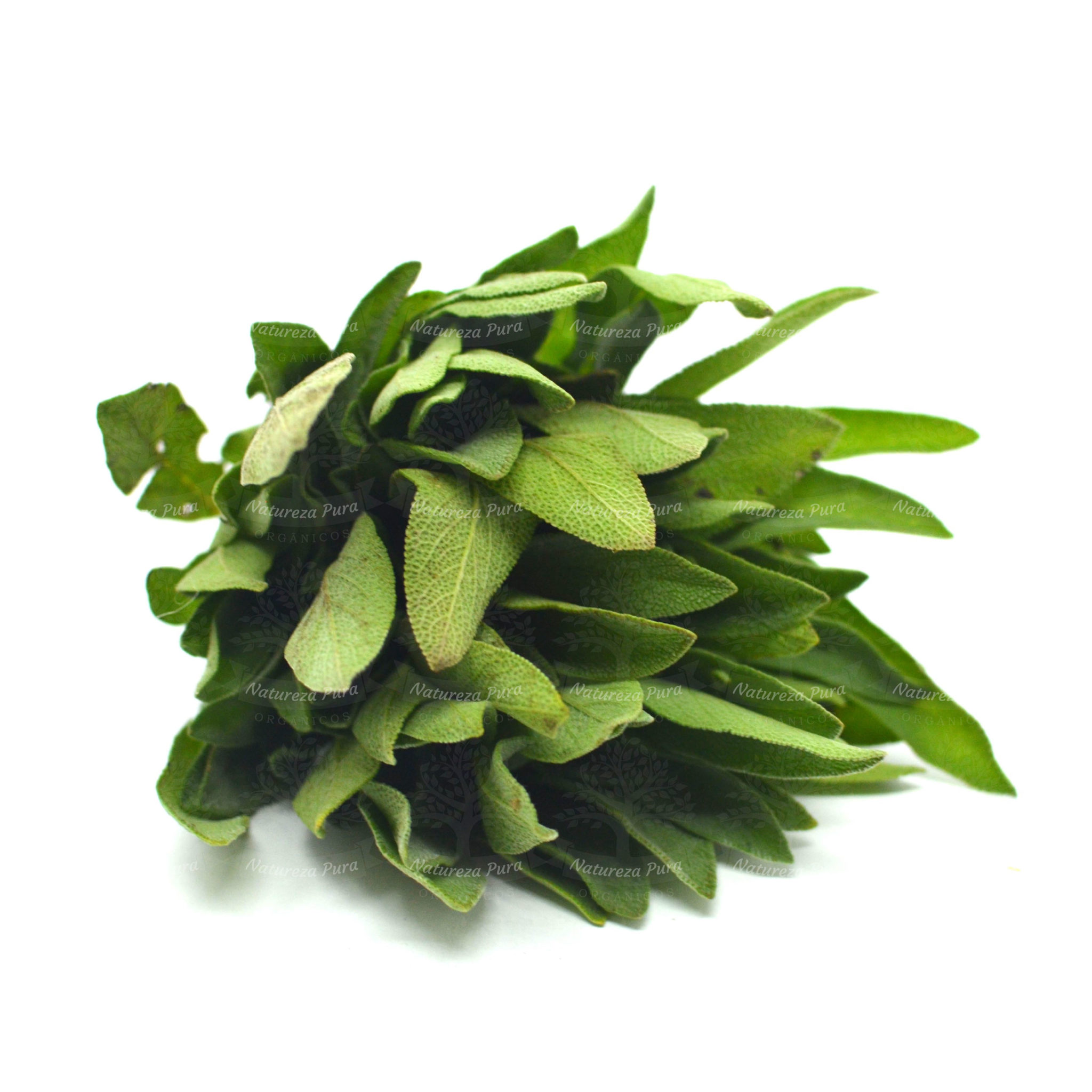 Sálvia orgânica (maço)