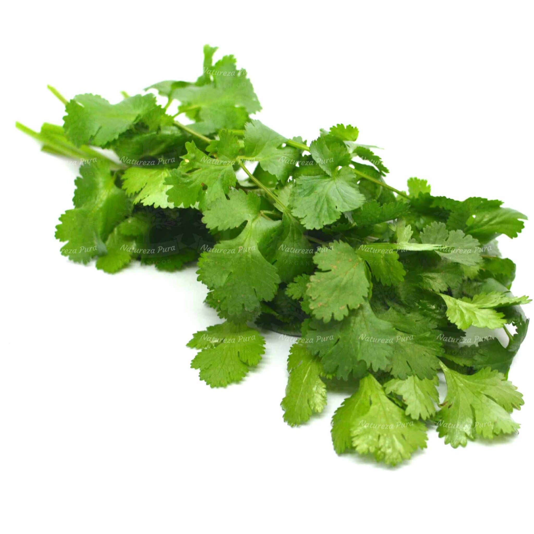 Coentro orgânico (maço)