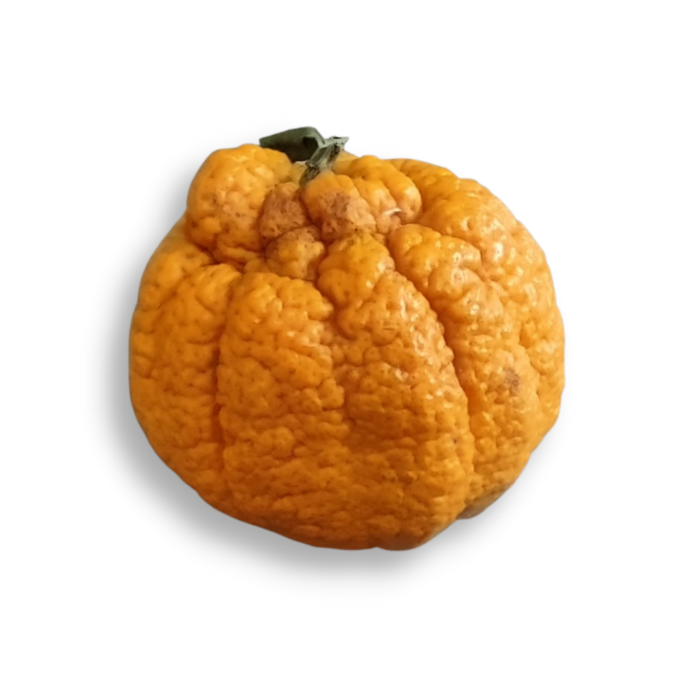 Tangerina Dekopon orgânica (700 g) - Tangerina sem sementes