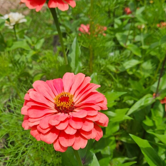 Zinnias Coloridas (Maço com 10 unidades sortidas)